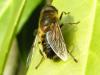 Eristalis similis
